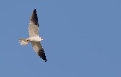 White-tailed kite / Amerikaanse grijze wouw