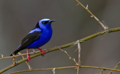 Red-legged Honeycreeper / Blauwe suikervogel 
