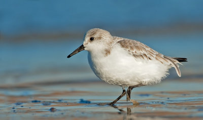 Sanderling / Drieteenstrandloper 