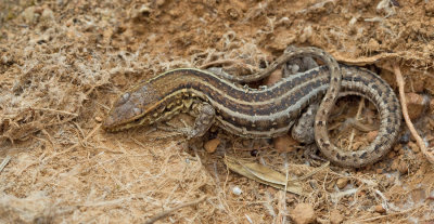 Western Canaries lizard / Canarische hagedis 