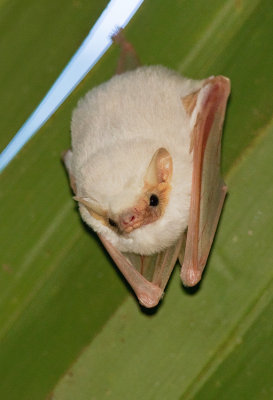Northern Ghost Bat / Spookvleermuis