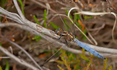 Keeled Skimmer / Beekoeverlibel