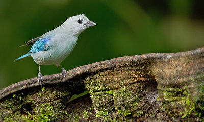 Blue-grey Tanager / Bisschopstangare