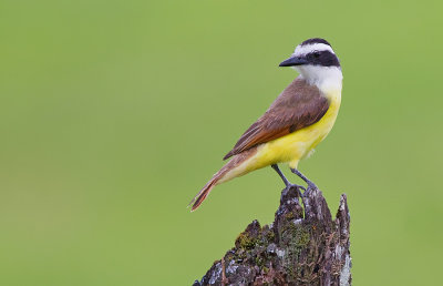 Great Kiskadee / Grote kiskadie