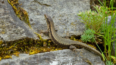 Common Wall Lizard/ Muurhagedis