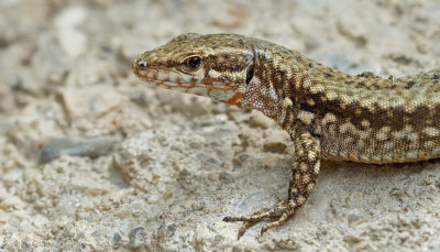 Common Wall Lizard/ Muurhagedis