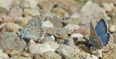 False eros blue / Bremblauwtje