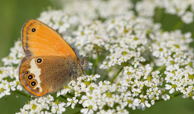 Pearly Heath / Tweekleurig hooibeestje