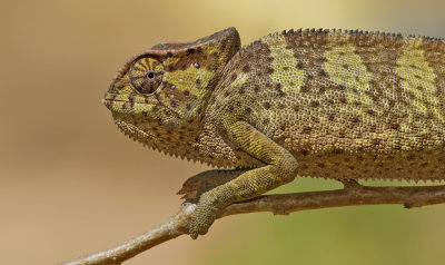 Chamaeleo gracilis / Graceful Chameleon