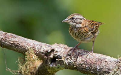 Rufous-collared Sparrow / Roodkraaggors 