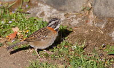 Rufous-collared Sparrow / Roodkraaggors 