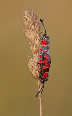 Zygaena carniolica / Oogvlek-sint-jansvlinder