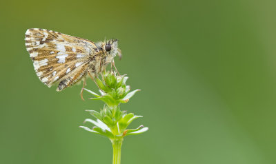 Grizzled skipper / Aardbeivlinder