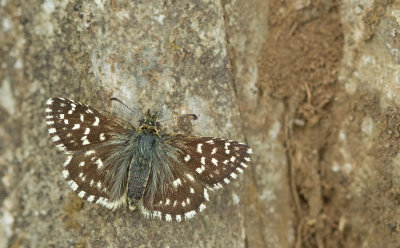 Grizzled skipper / Aardbeivlinder