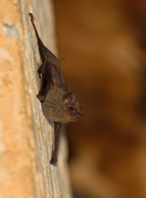 Gray Sac-winged Bat / Balantiopteryx plicata