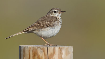 Berthelot's pipit / Berthelots pieper