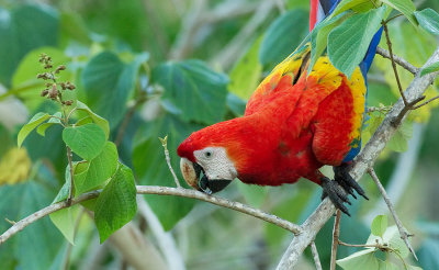 Scarlet Macaw / Geelvleugelara 