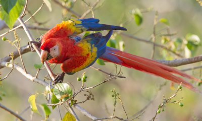 Scarlet Macaw / Geelvleugelara 