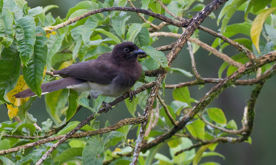 Brown Jay / Bruine gaai