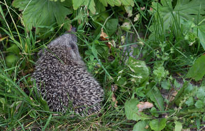 Northern white-breasted hedgehog / Oost-Europese egel