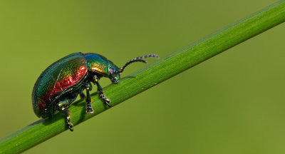 Tansy beetle / Groot goudhaantje