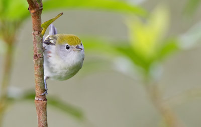 Chestnut-sided Warbler / Roestflankzanger