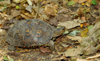 Central American Wood Turtle / Mann's Prachtaardschildpad