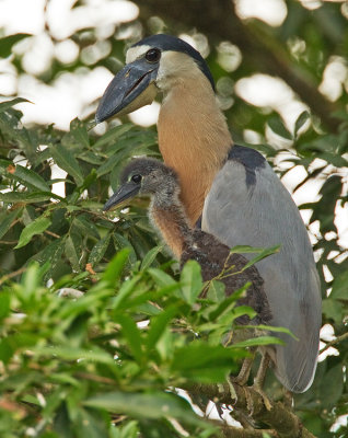 Boat-billed heron / Schuitbekreiger 