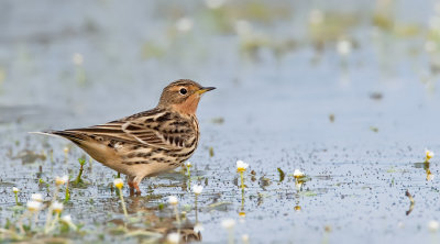 Red-Throated Pipit / Roodkeelpieper 
