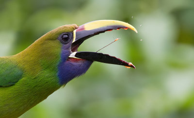 Blue-throated Toucanet / Blauwkeelarassari