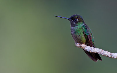 Talamanca Hummingbird / Lawrence' kolibrie