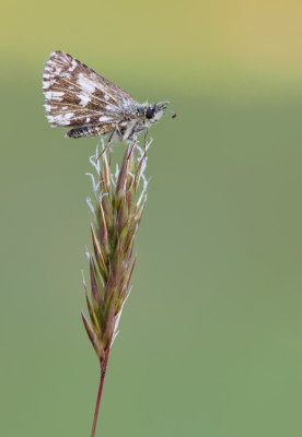 Grizzled skipper / Aardbeivlinder