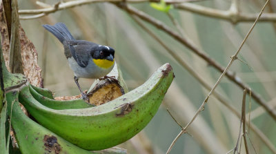 White-naped brush finch / Witnekstruikgors