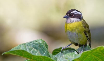 Sooty-capped Bush Tanager / Witbrauwtangare