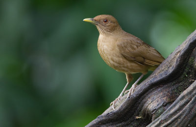 Clay-colored Thrush / Grays lijster