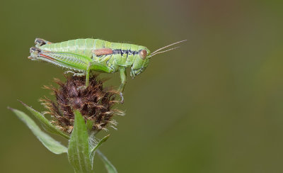 Miramella alpina / Green Mountain Grasshopper 