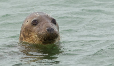 Common seal / Gewone zeehond
