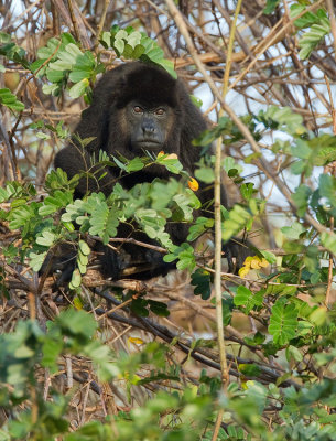 Mantled Howler Monkey / Mantelbrulaap 