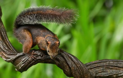 Variegated Squirrel / Grote gevlekte boomeekhoorn