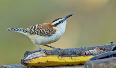 Rufous-backed Wren / Roodrugwinterkoning