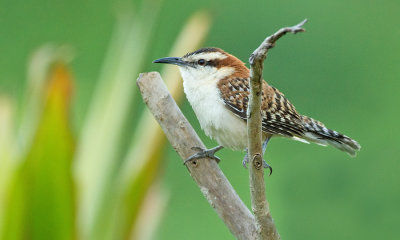 Rufous-backed Wren / Roodrugwinterkoning