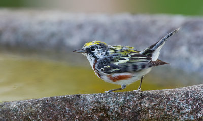 Chestnut-sided Warbler / Roestflankzanger