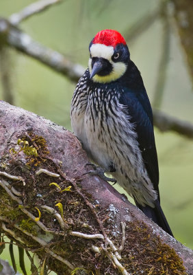 Acorn Woodpecker / Eikelspecht