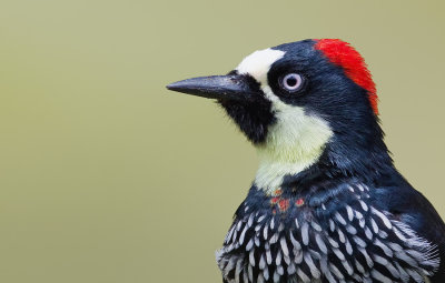 Acorn Woodpecker / Eikelspecht