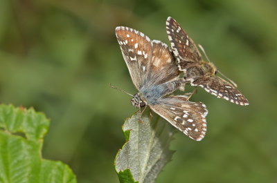 Oberthur's Grizzled Skipper / Bretons spikkeldikkopje