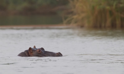 Hippopotamus / Nijlpaard