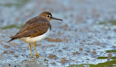 Common sandpiper / Oeverloper 