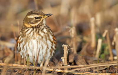 Redwing / Koperwiek