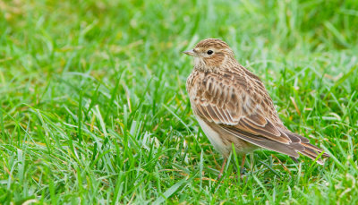 Sky lark / Veldleeuwerik