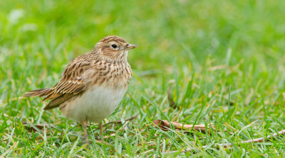 Sky lark / Veldleeuwerik